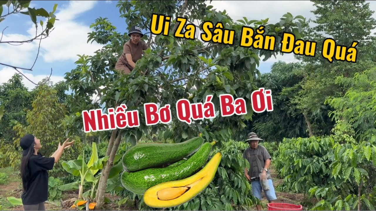 Về Quê Đi Hái Bơ Phúc Báo Bị Sâu Nái Bắn Te Tua | Thương Xúc Xích