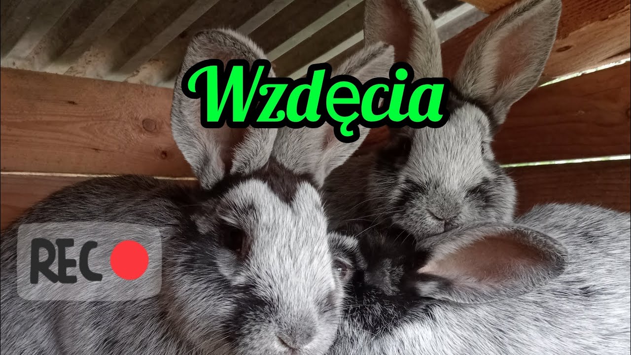Wzdęcia u królików - porady