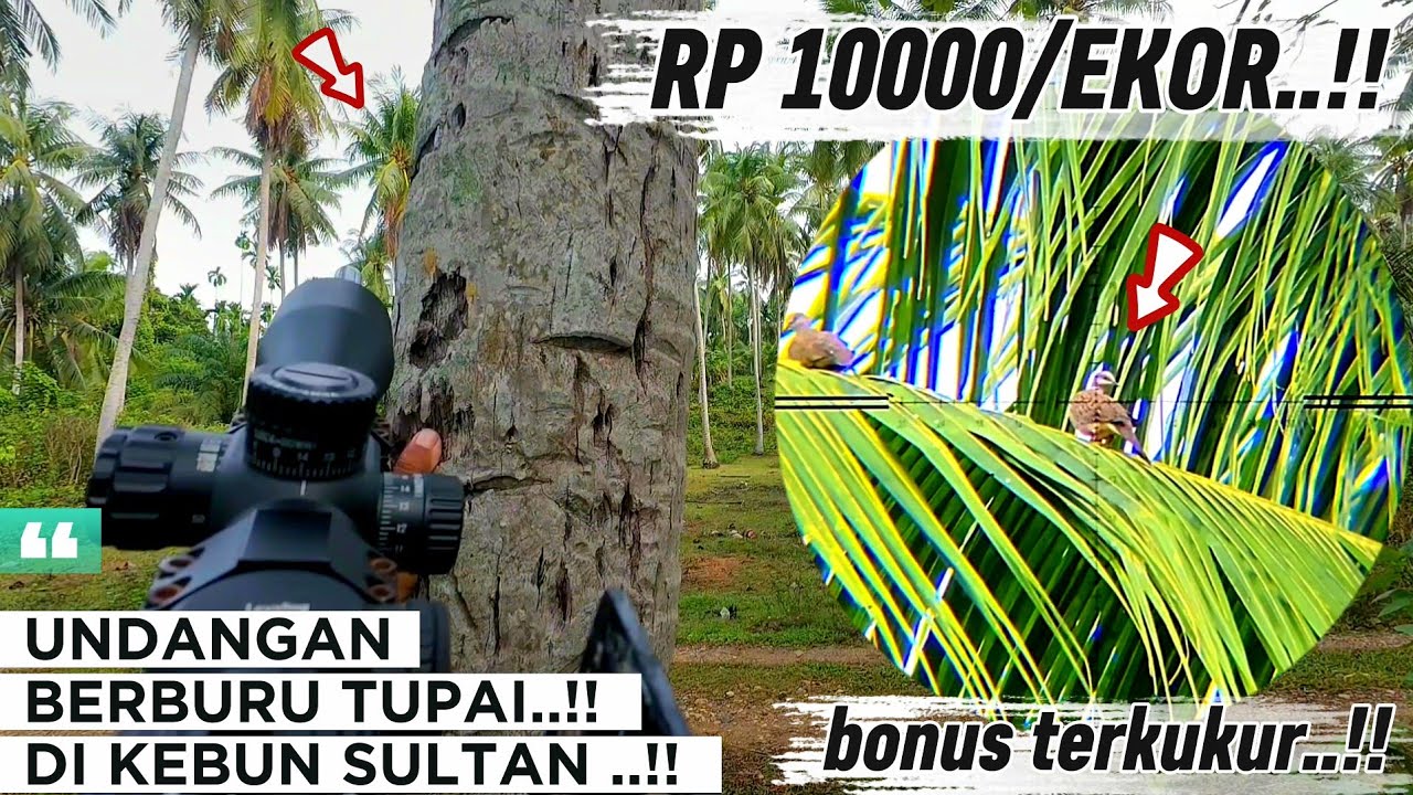 BERBURU TUPAI DI KEBUN ORANG KAYA‼️KITA DI BAYAR MAHAL..
