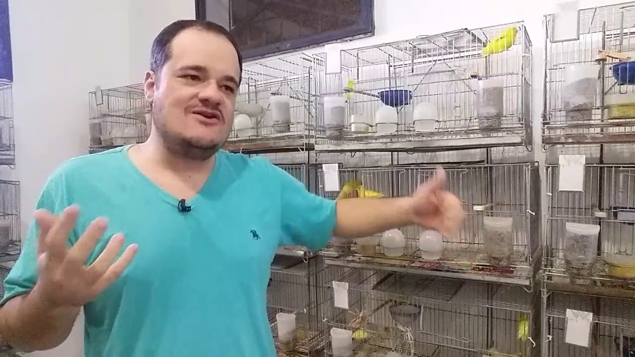 Colorindo / pigmentando os canários amarelos