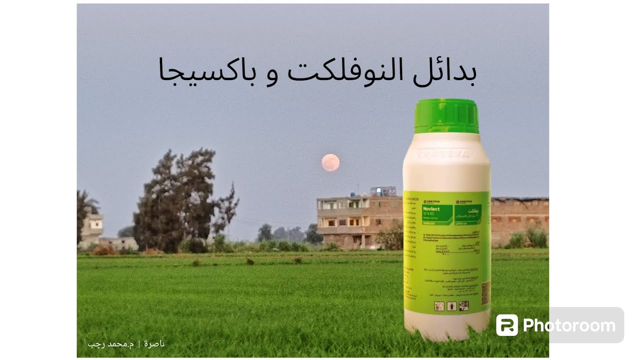 بدائل النوفلكت و باكسيجا في مكافحه حشائش الأرز 🌾 لو مش قادر تجيبهم
