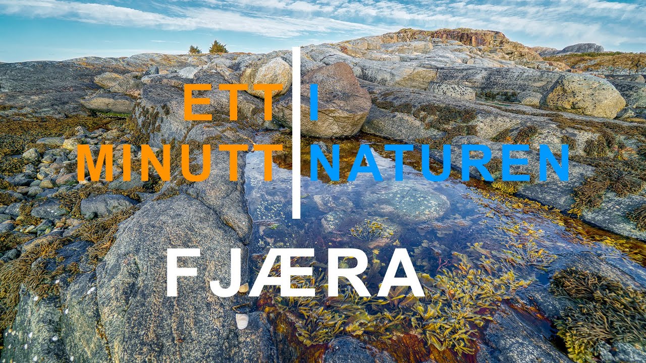 Ett minutt i naturen - Fjæra