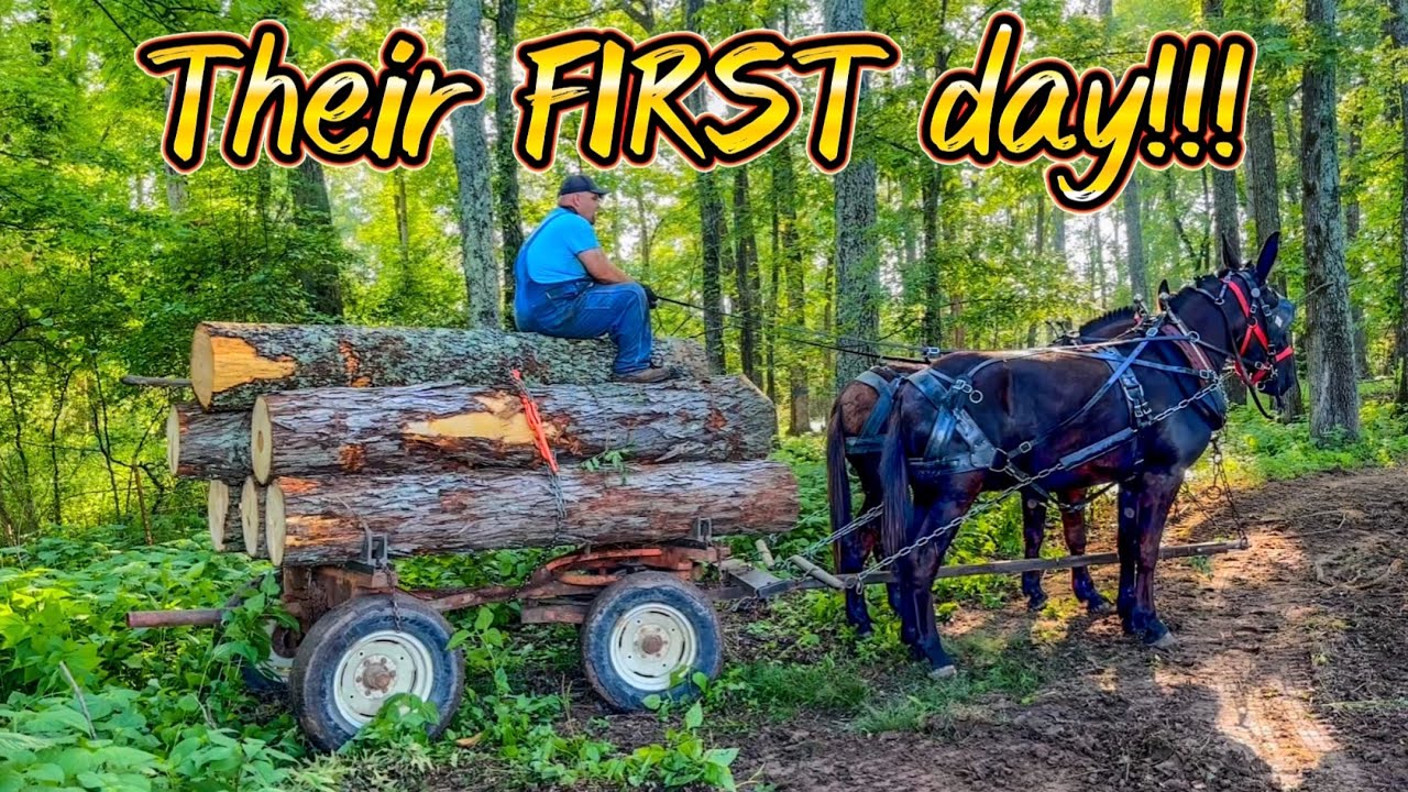 On the job MULE TRAINING!! The babies first day LOGGING. #222 #mules #drafthorses #horselogging