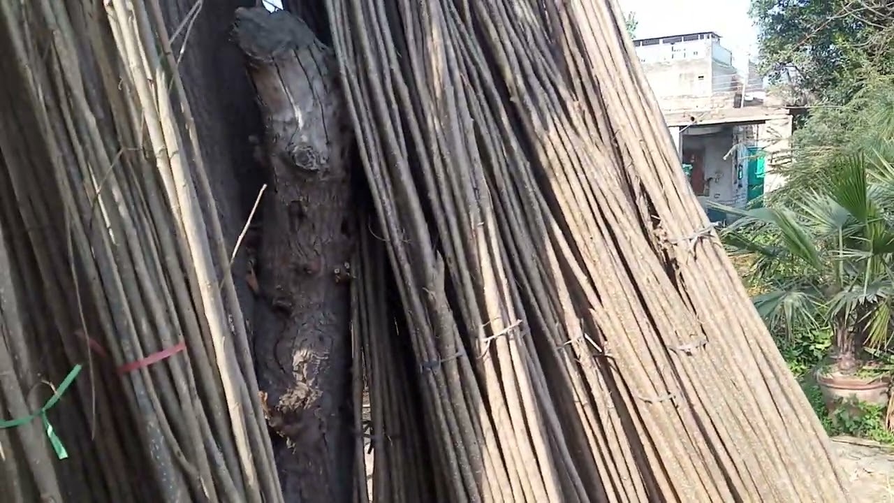 fastest growing trees in Pakistan nursery available 03120151856 Italian poplar Delta poplar