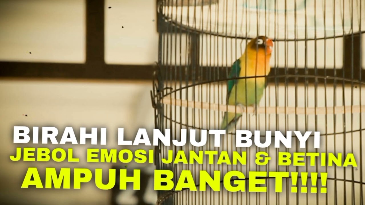 SUARA BIRAHI LANJUT BUNYI JEBOL EMOSI LOVEBIRD ANDA - MASTERAN LOVEBIRD 2 JAM NONSTOP