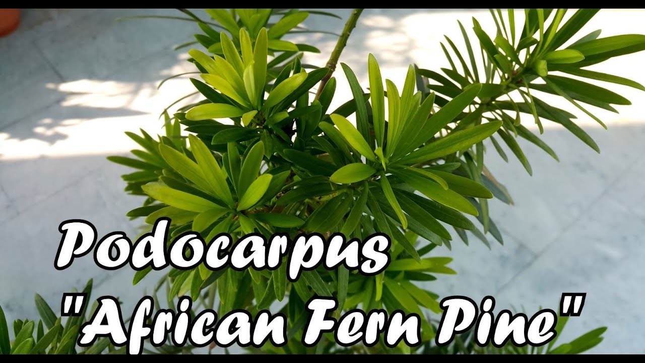 Podocarpus | पोडोकार्पस | African Fern Pine | Care & Propagation