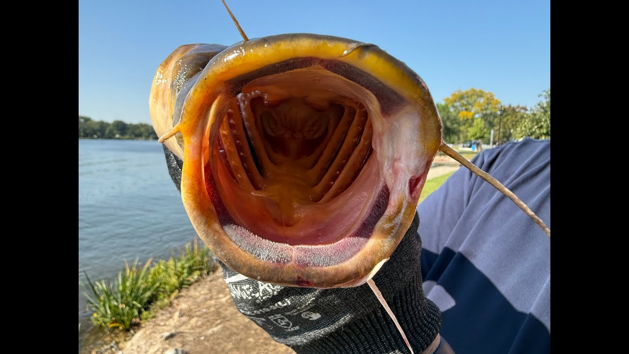 Flathead Catfish ID Tips Every Angler Should Know”