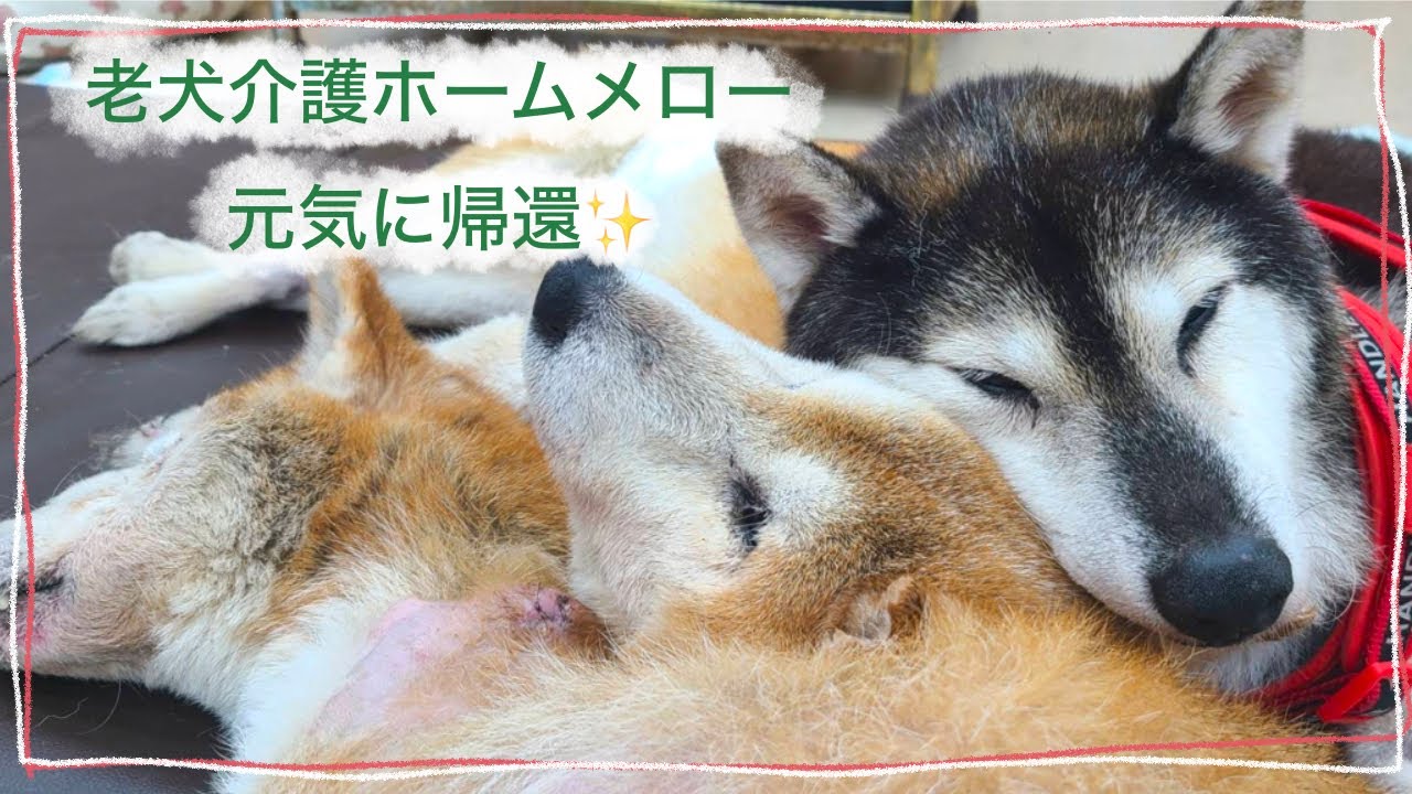 【老犬介護ホームメロー】元気に帰ってきてくれてありがとう🐕✨
