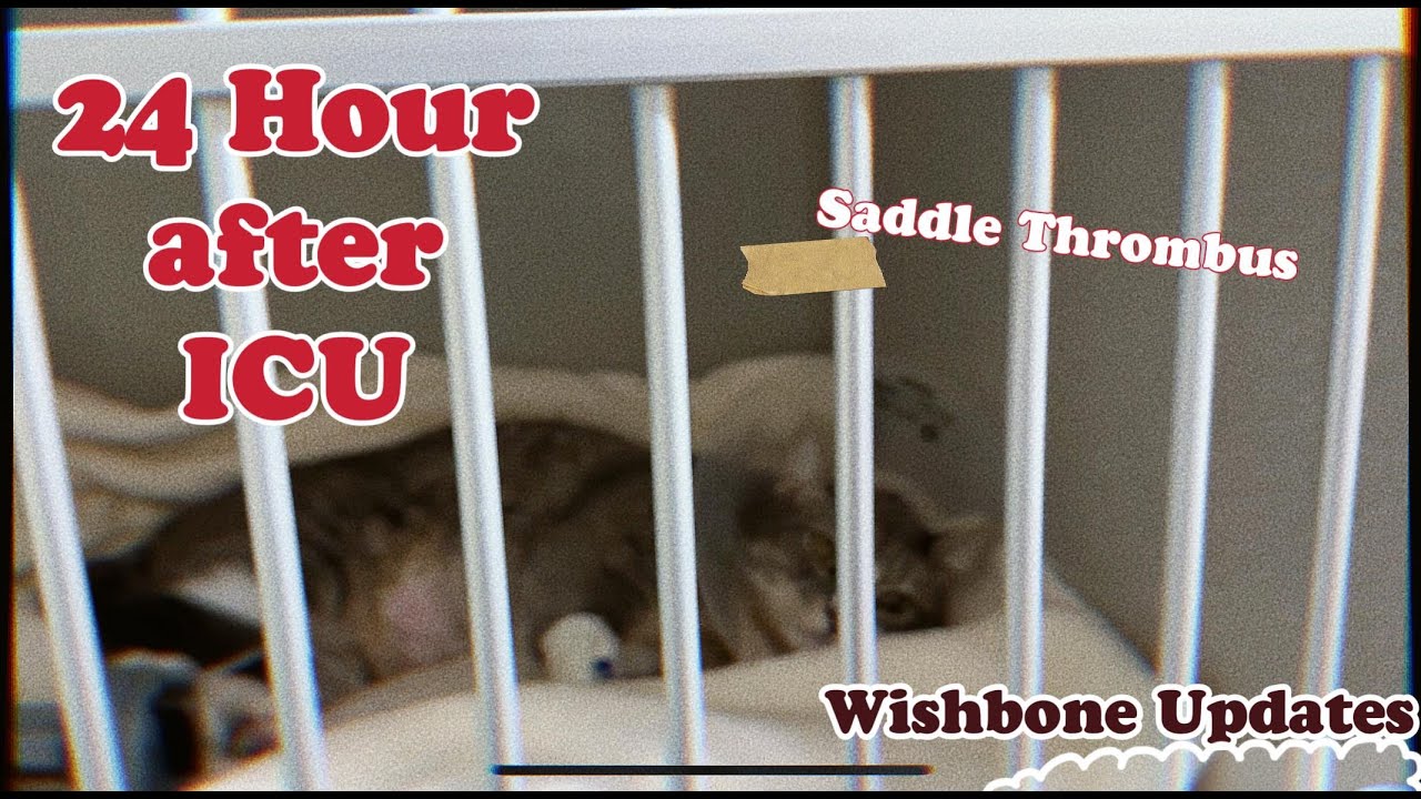 24 hours after ICU | Saddle Thrombus Recovery