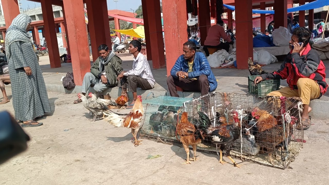 Tukkuguda Monday pets and bird market Hyderabad Telangana 26/1/2026