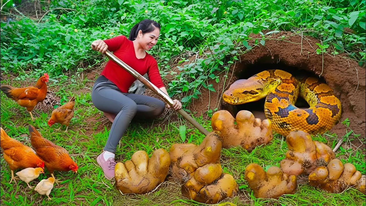 CEO Girl He Personally Caught a Giant Python - Harvested 1000kg Giant Yams to sell at the Market