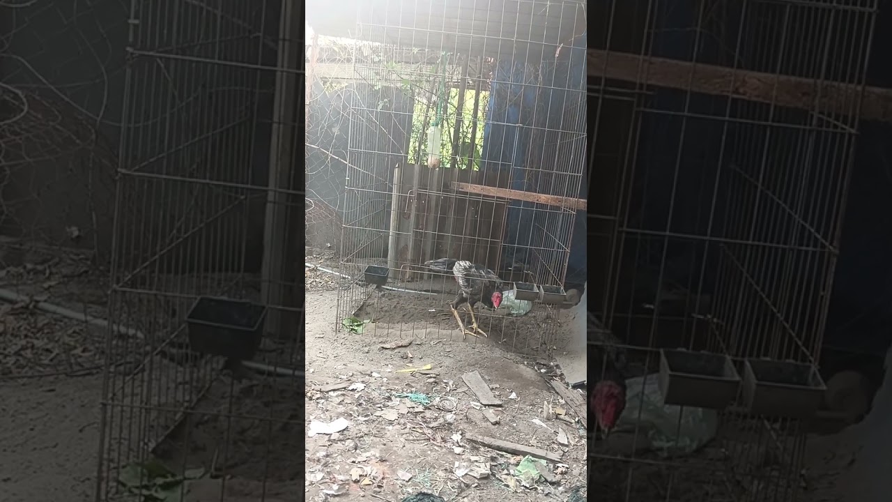 👉 Thể lực tự nhiên 