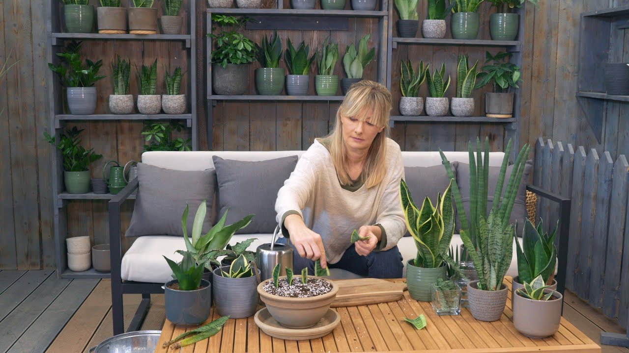 Škola vrtlarstva - Sansevieria