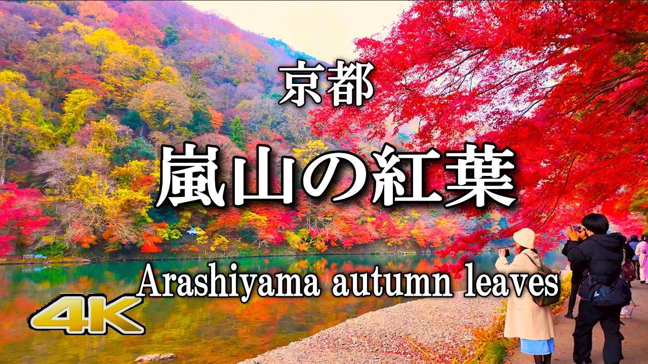 【嵐山の紅葉絶景🍁】真っ赤に染まる最盛期の嵐山　Arashiyama at the peak of autumn leaves