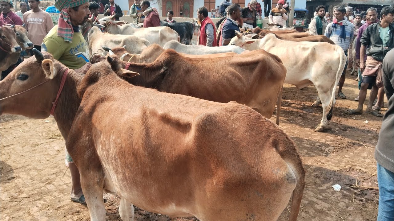 ৮/২/২৬/কুরবানী টার্গেটে মোটা তাজা করণীয় হাড্ডিস্যার বলদ গরু শিমিত দামে01773949974