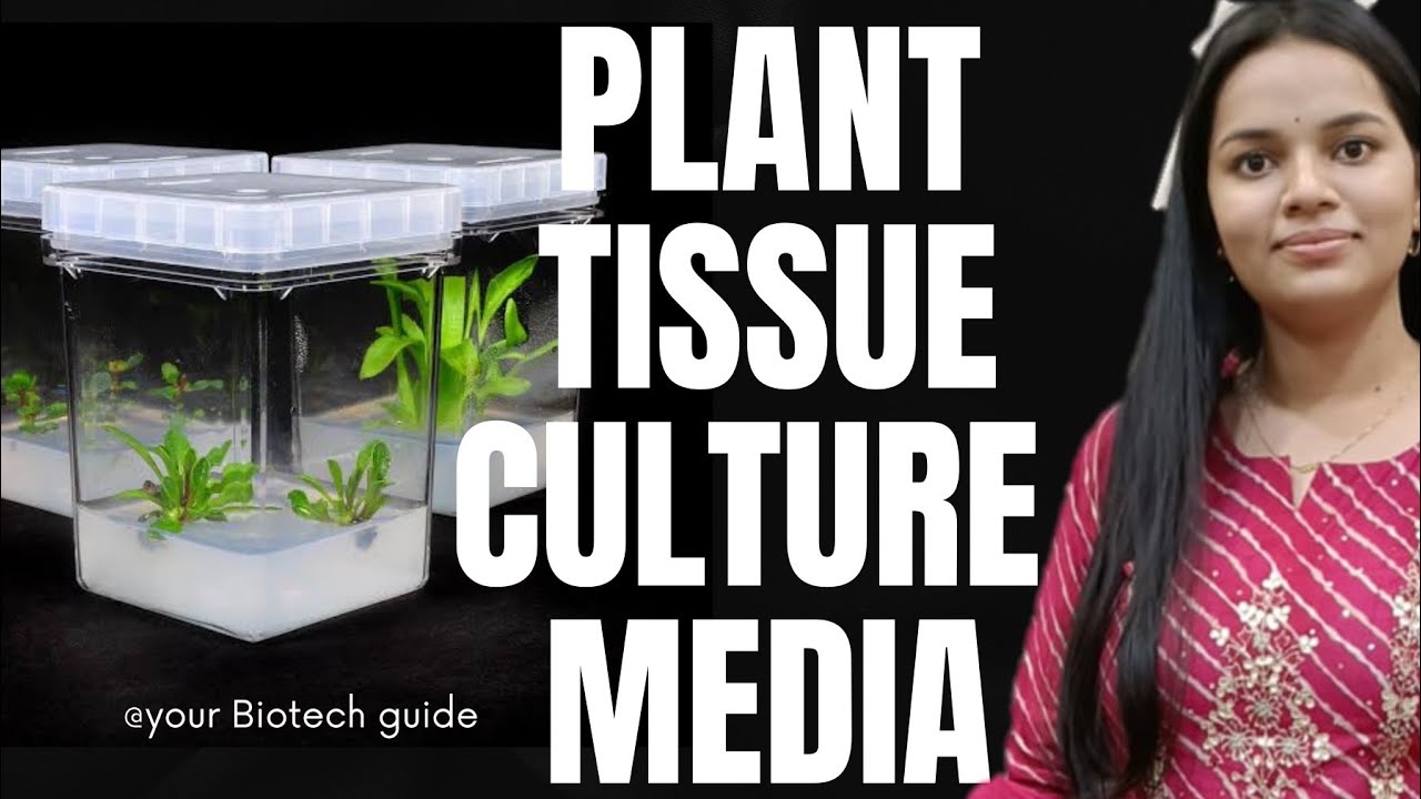 Plant tissue culture media: composition and types (detailed video)