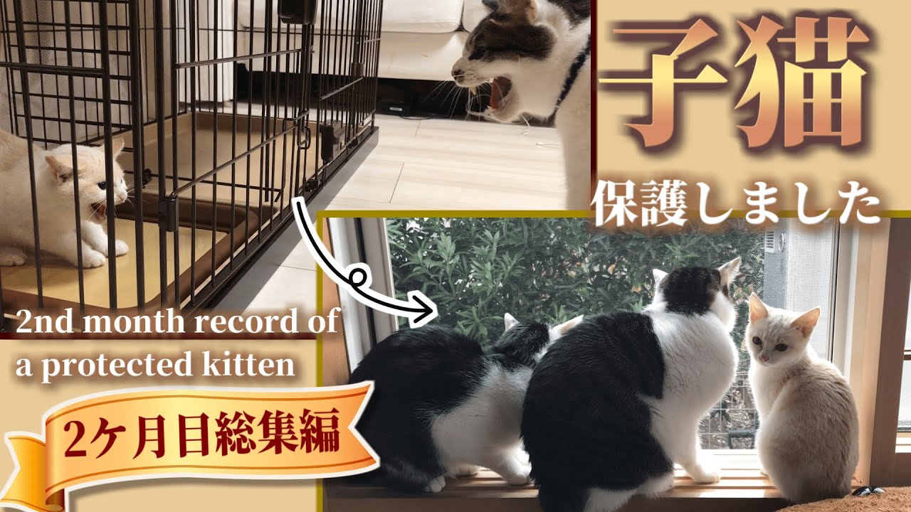 【総集編】ミルクティーのような子猫♀を保護しました【二ヶ月目の歩み】 - [omnibus] I taking in stray kittens like milk tea. [2nd month]
