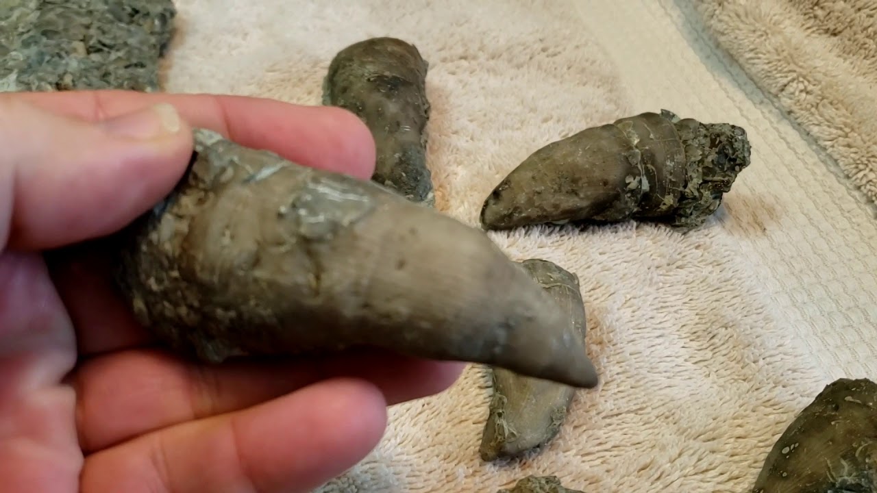 Best Fossil hunting ever St. Leon Indiana Trilobites and HUGE Horn Corral