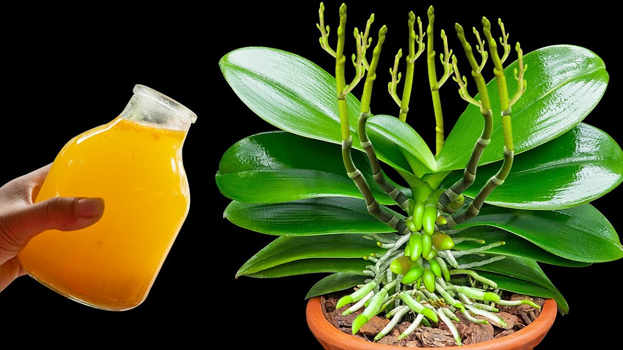 Just one bottle! Immediately the orchid roots became plump and 100 flower branches bloomed