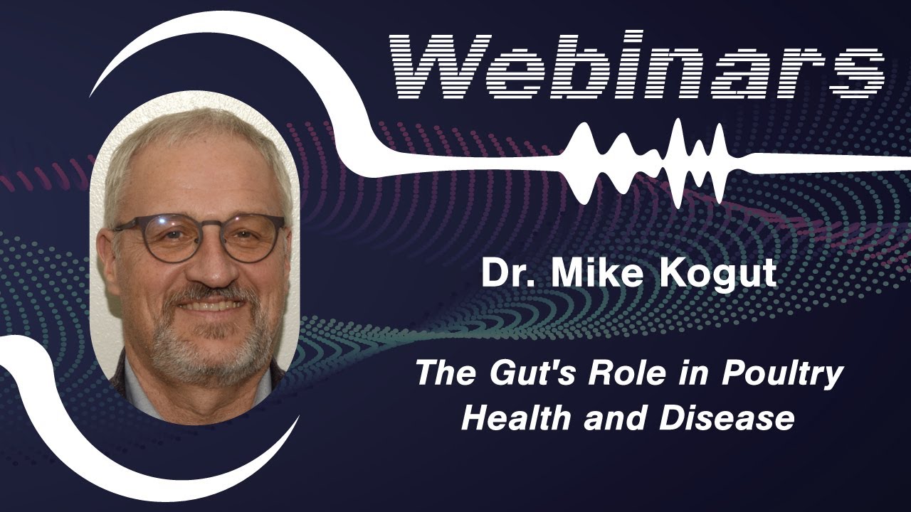 The Gut's Role in Poultry Health and Disease