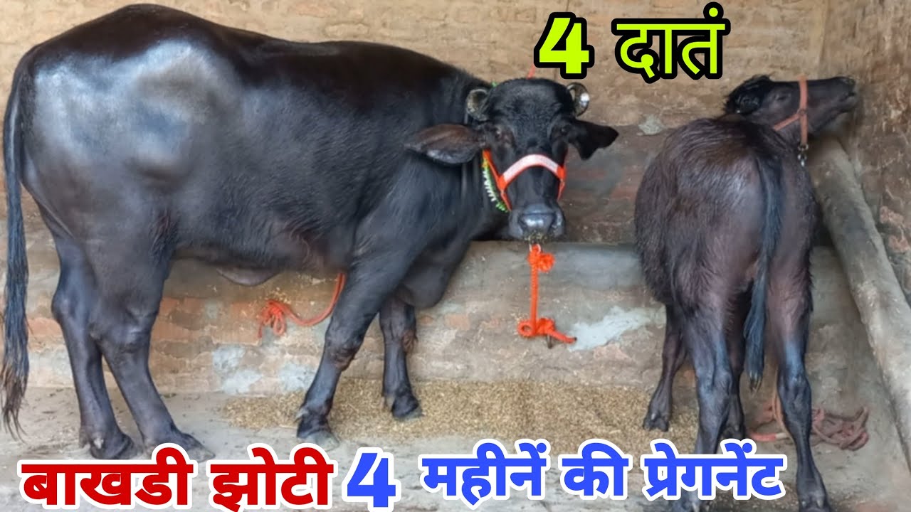 बाखडी झोटी 4 महीनें की प्रेगनेंट चेक पास, सुपर स्टार बाखडी झोटी बला जाट की 🔥 बिक्री के लिए उपलब्ध 