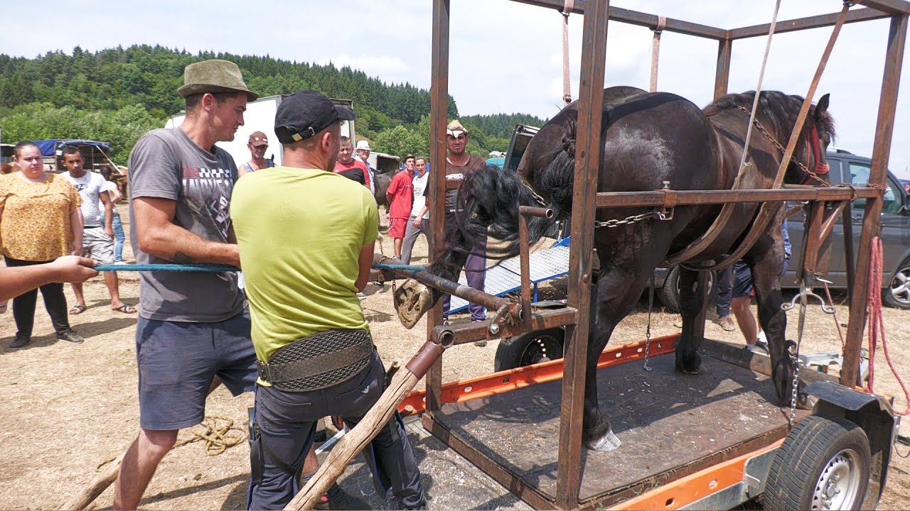 Calul lui Dorel de la Sighetu Marmației la potcovit cu Marius de la Negreia - Maramureș