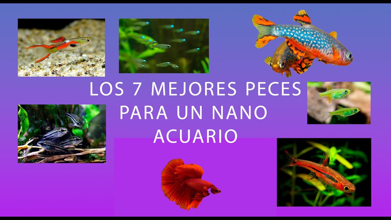 Los mejores peces para tu nano acuario