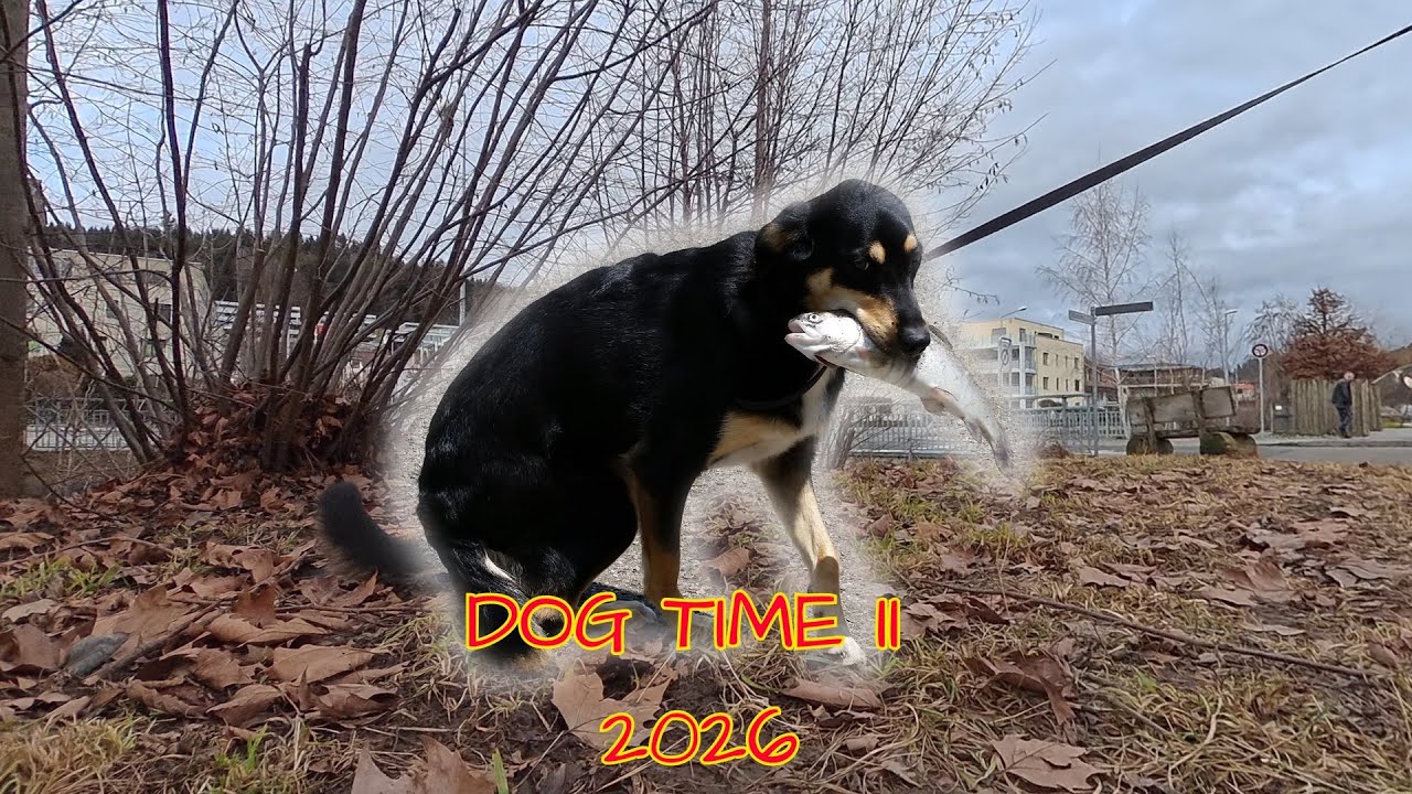 Dog Time II 2026