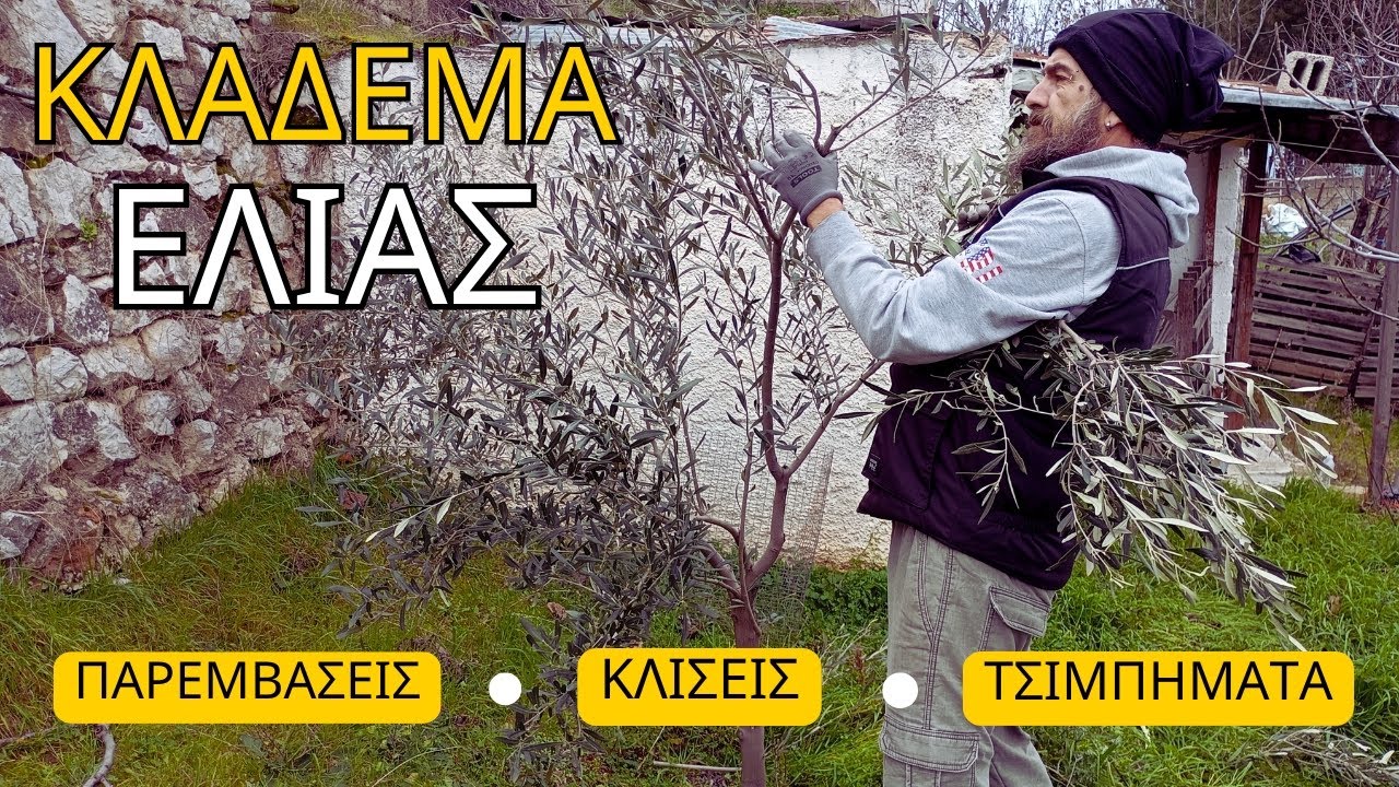 ΚΛΑΔΕΜΑ ΕΛΙΑΣ | ΣΩΣΤΟ ΣΧΗΜΑ | ΥΨΟΣ & ΠΑΡΕΜΒΑΣΕΙΣ (ΜΕΡΟΣ 2)#μαθαίνοντασ_για_την_ελιά #κλάδεμα_ελιάσ