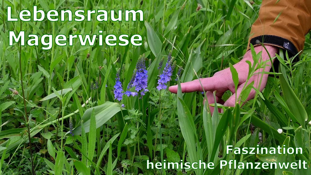 Mache mit! Lebensraum Magerwiese: Faszination heimische Pflanzenwelt!