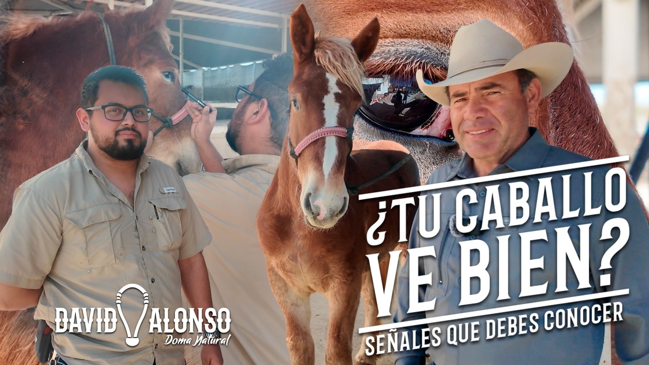 ¿Tu Caballo Ve Bien? Señales Que Debes Conocer