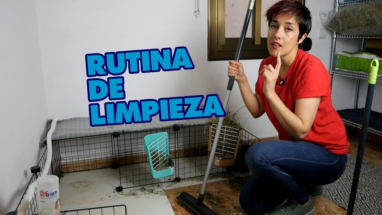 Rutina De Limpieza Habitacion Espacio Para Conejos ViviendoConUnConejo