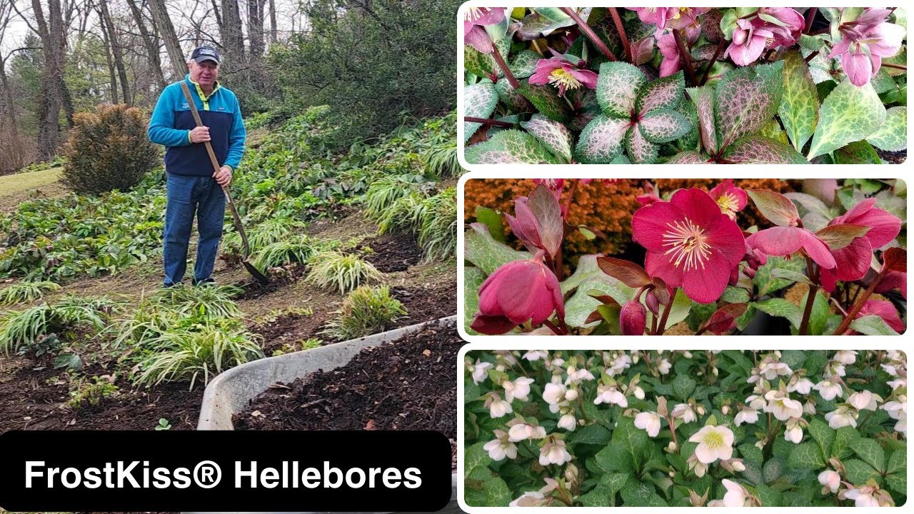 How To Get The BEST From Your FrostKiss® Hellebores - David's Early Spring Tips 😉