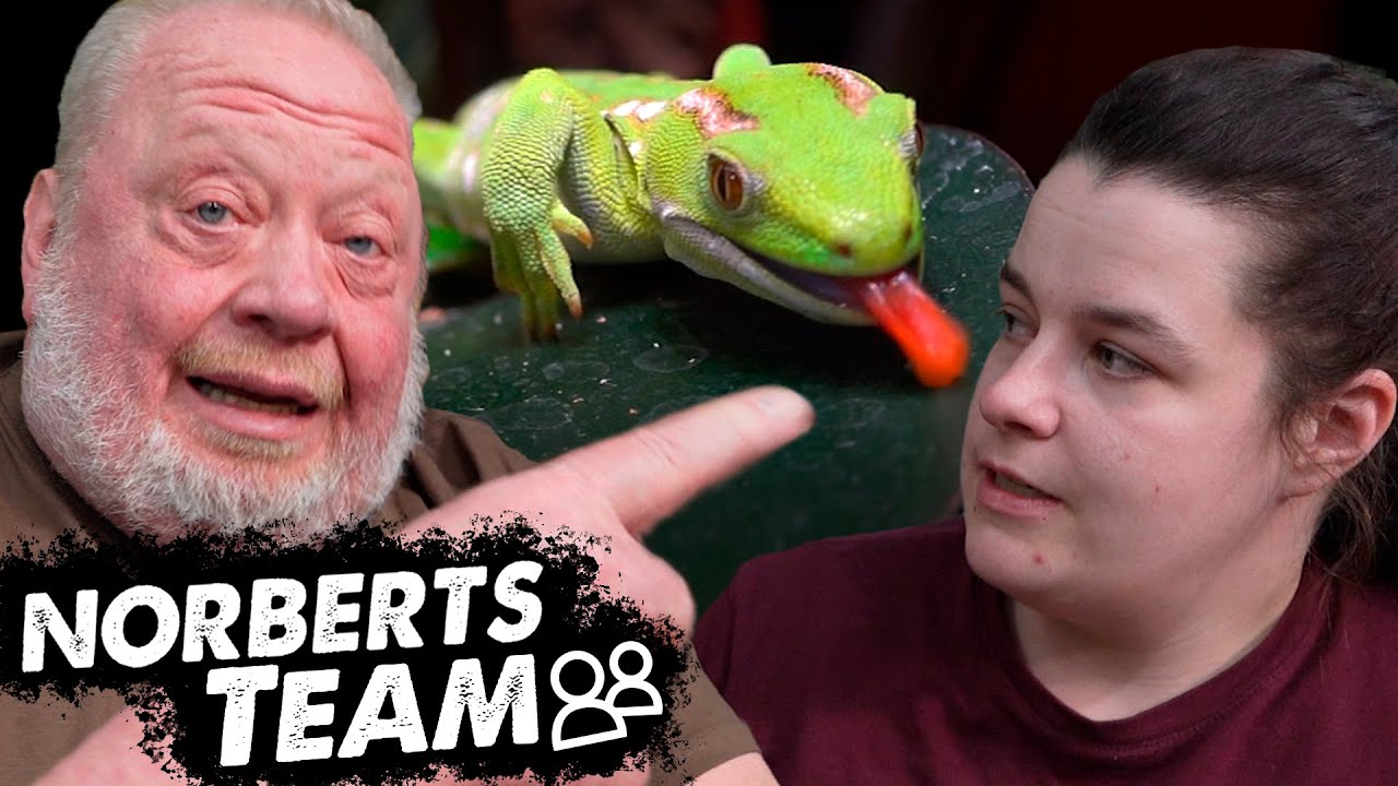 GECKO GEGEN GEBOT | NORBERTS TEAM | Zoo Zajac