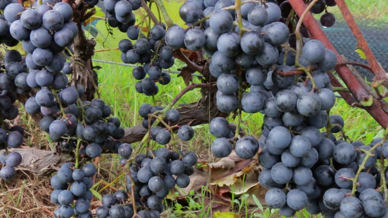 Vignoble Pr&eacute;mont