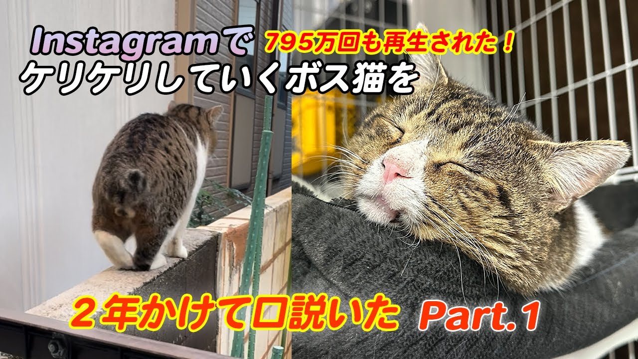ケリケリしていくボス猫を２年かけて口説いた Part.1