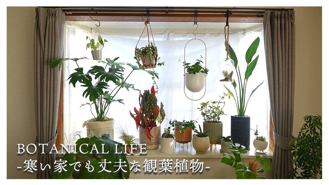 冬越しに失敗したけど…築35年の家の寒さにも丈夫な植物たちもいました。【観葉植物】