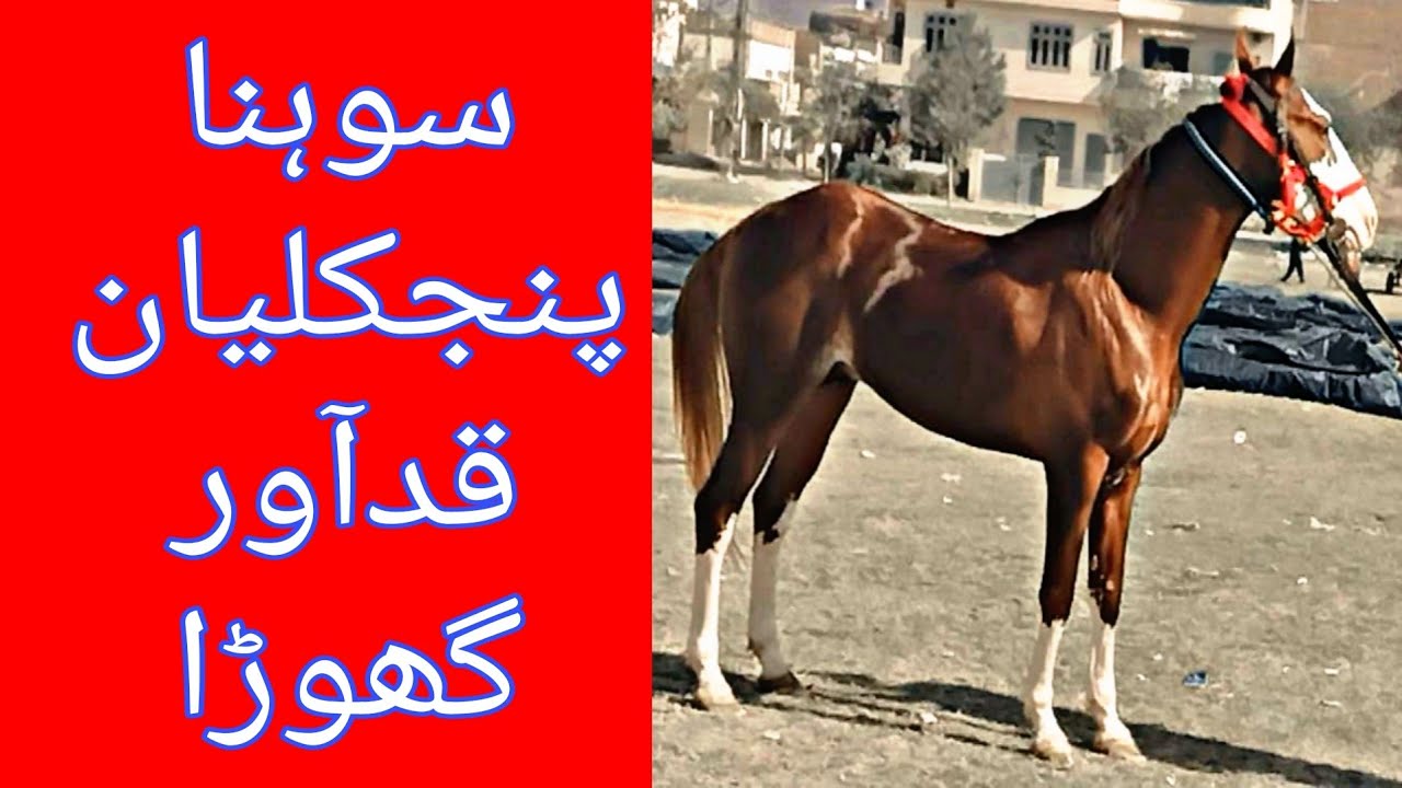 Kamal Panjkalyan Ghora | Big Height | Chalbaz and Nezabaz Horse |Horse for sale in Pakistan 2021 |