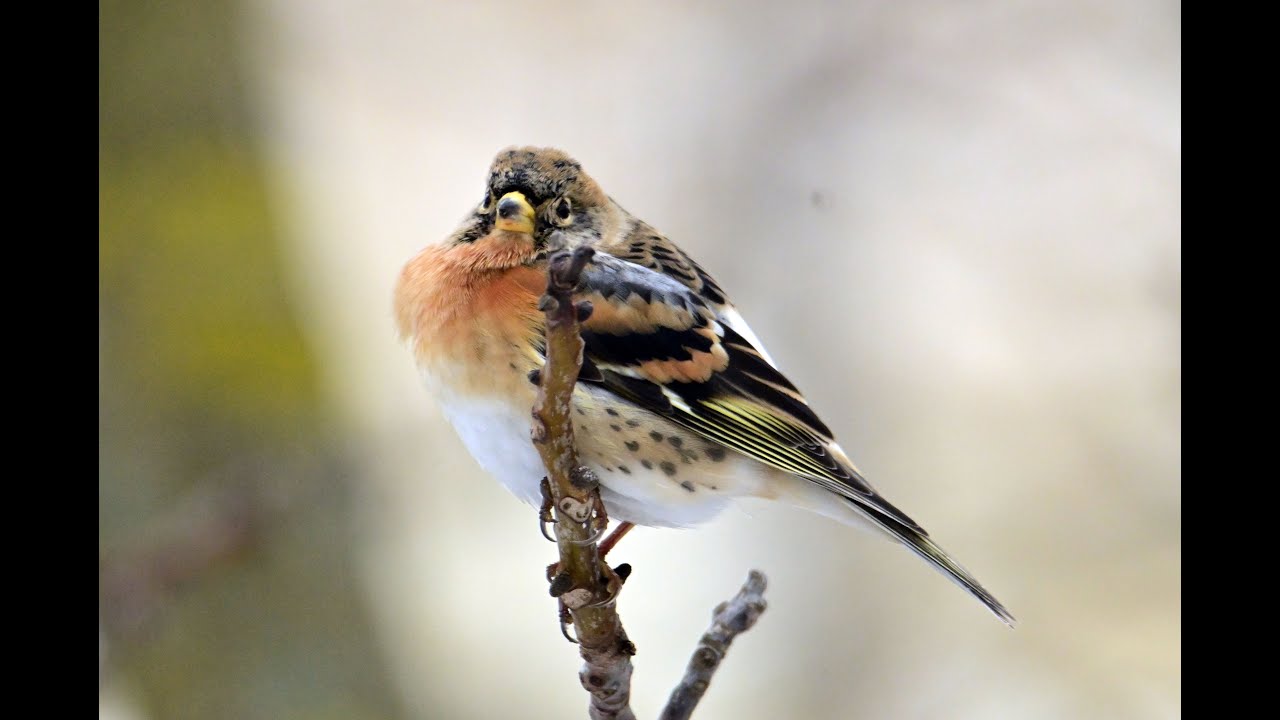 Pěnkava jikavec je velký krasavec