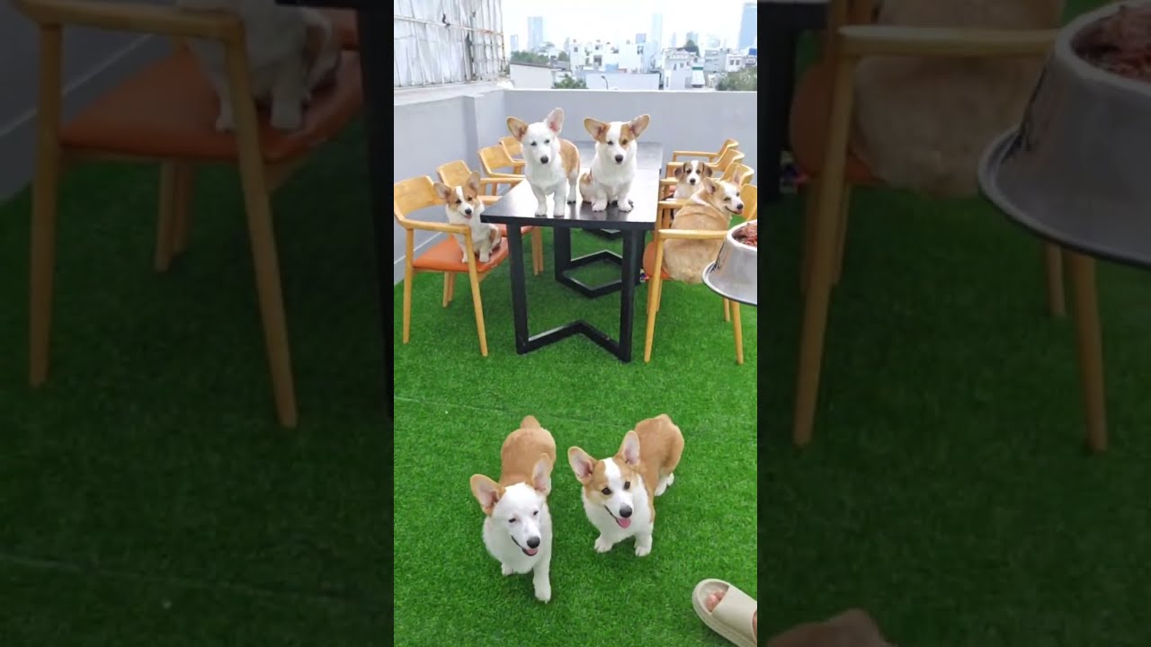 🐶 코기TV | Corgi TV |옥상 테이블 '기다려' & 아침 조식 먹방! ☀️🐶Rooftop Table 'Wait' & Breakfast Mukbang! ☀️🐶