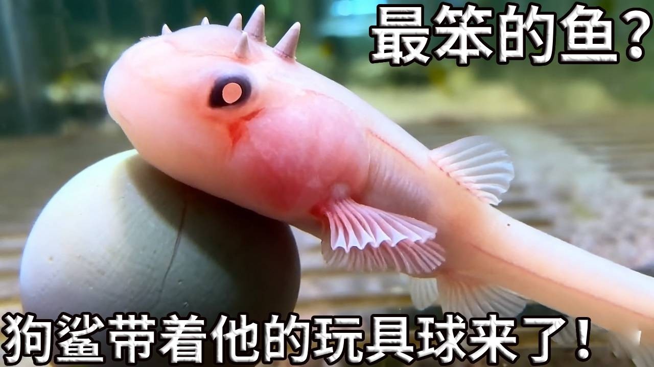 世界上最笨的鲨鱼？你怎么还随身带着玩具球玩儿！你是条鲨鱼啊喂！【奇奇de海洋】