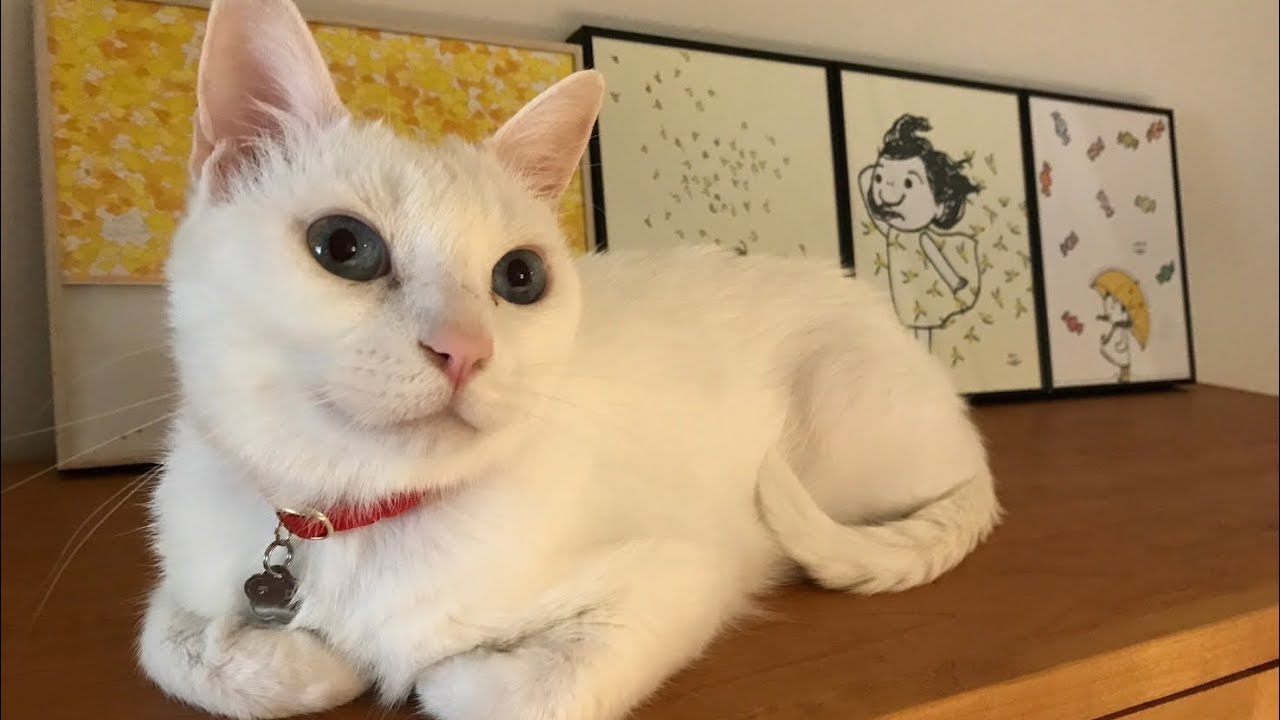 ピアノオリジナル曲　猫の日スペシャルメドレー🐈