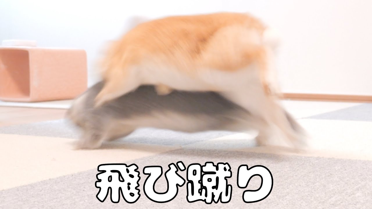 ミミに怒ったムギが足ダンして飛び蹴りをしてしまいました【No.1097】