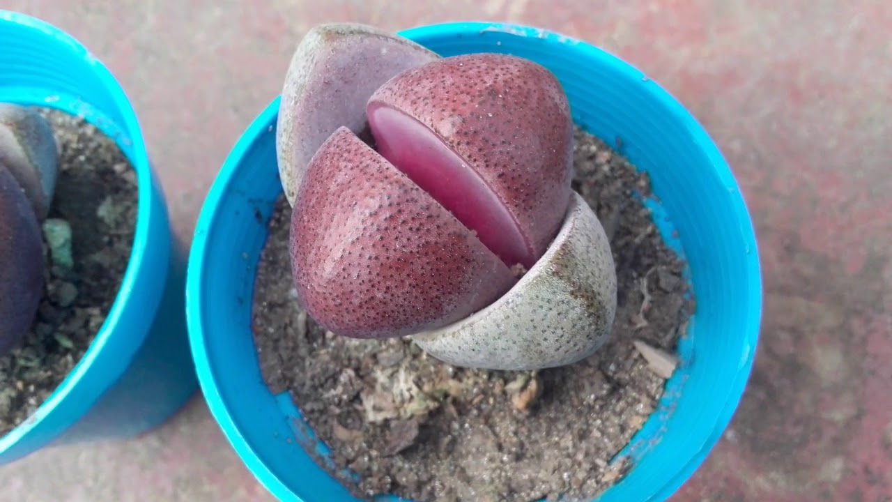 Pleiospilos Nelii Rubra- Suculenta muy rara y exótica!!