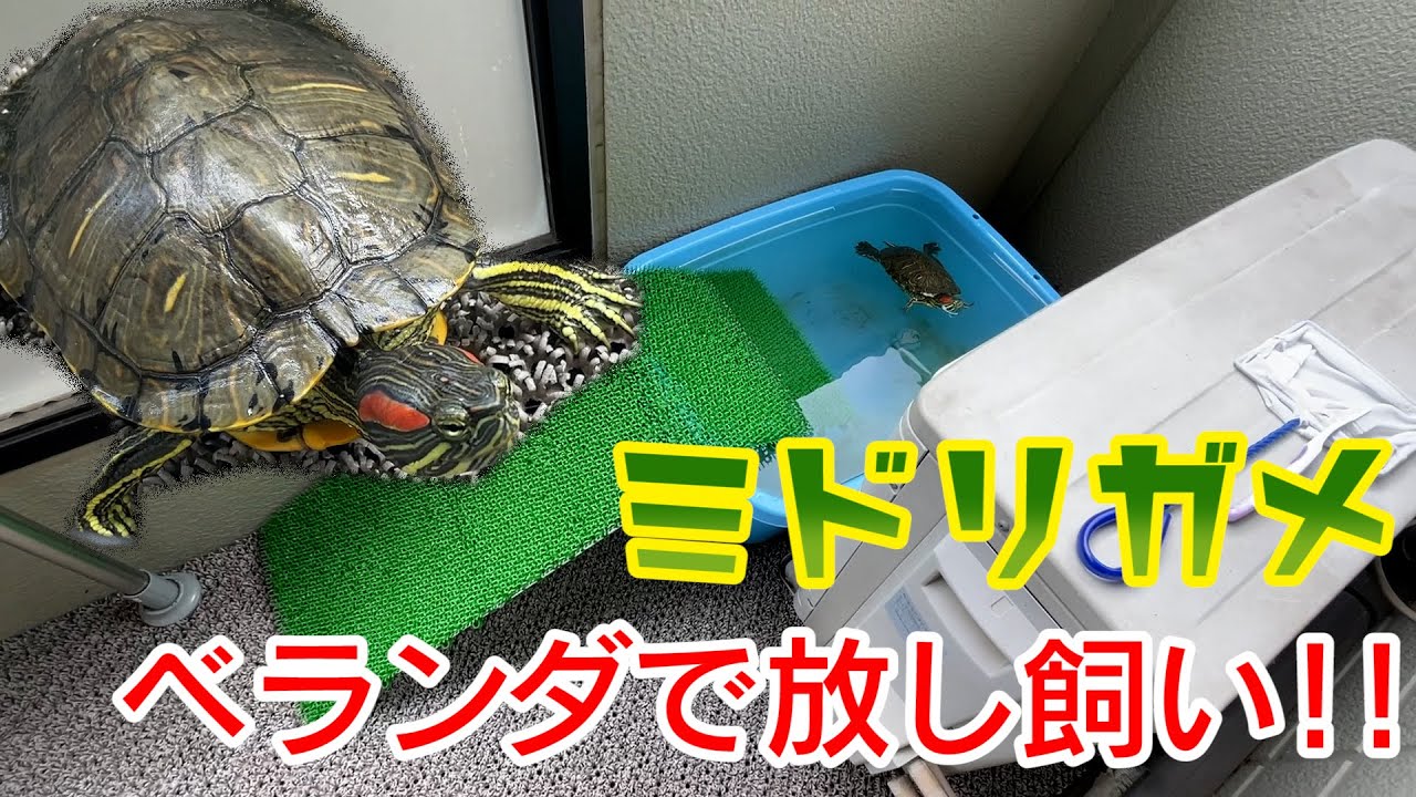 ミドリガメをベランダで放し飼いする