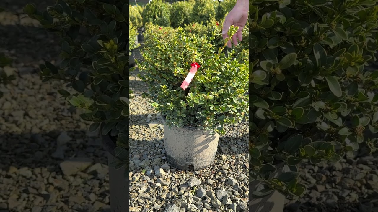 Green Velvet Boxwood #3 12 15