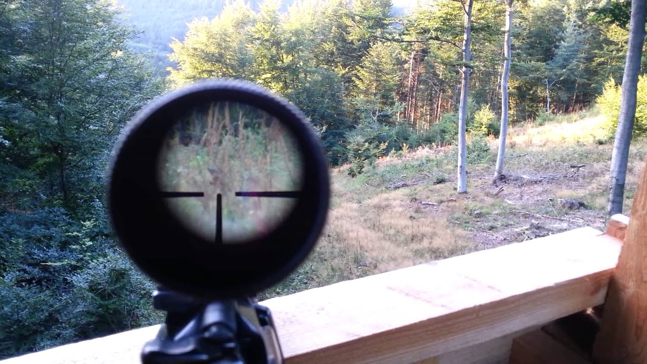watching a fox attack a bird