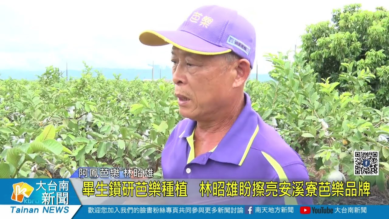 畢生鑽研芭樂種植 林昭雄盼擦亮安溪寮芭樂品牌20220704