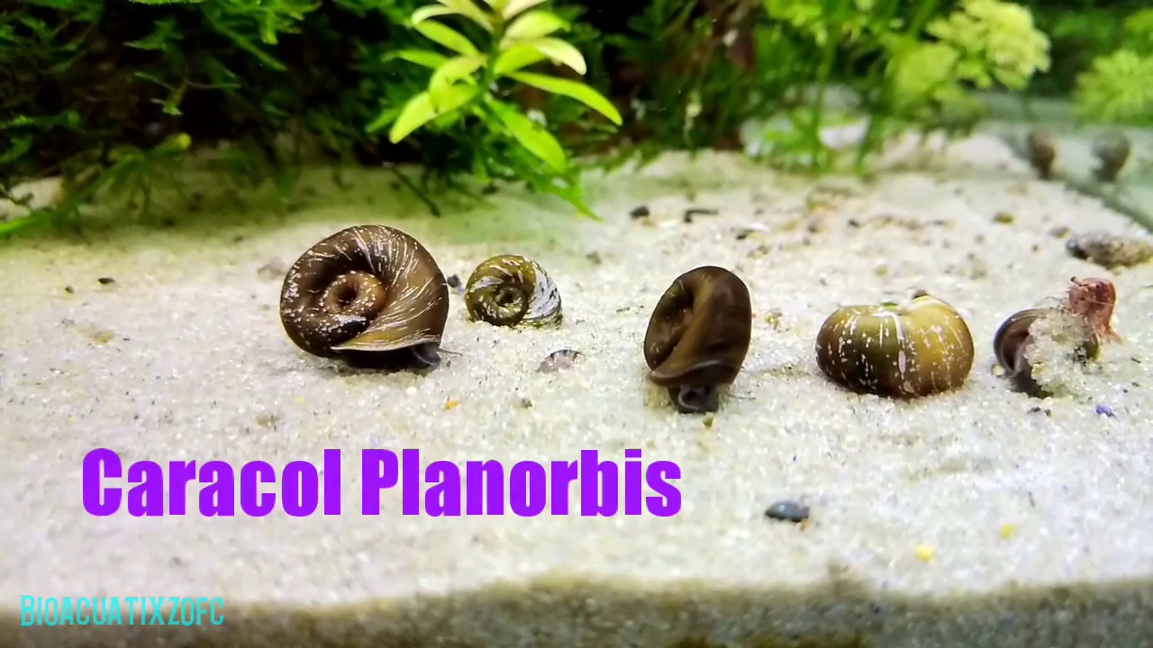 Caracol planorbis cuidados básicos