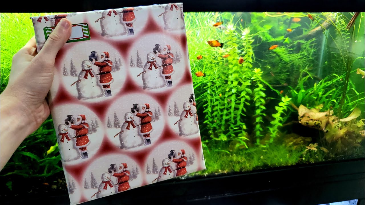 Gifts To Get The Aquarium Lover In Your Life